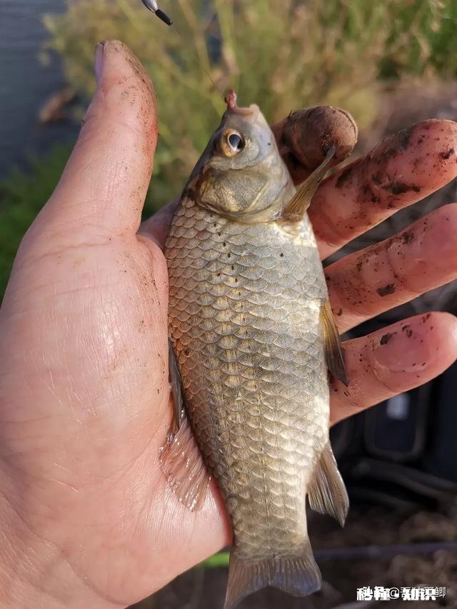 秋天用七星漂钓鲫鱼用什么线号好