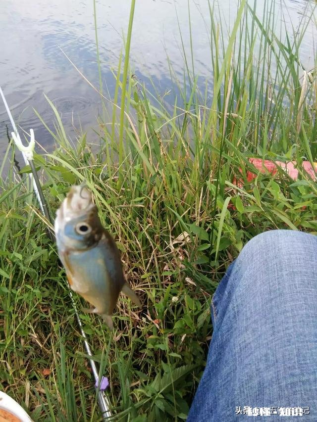 秋天用七星漂钓鲫鱼用什么线号好