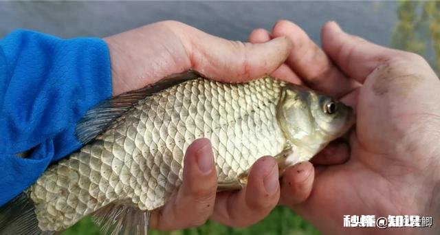 秋天用七星漂钓鲫鱼用什么线号好