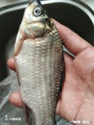 秋天用七星漂钓鲫鱼用什么线号好