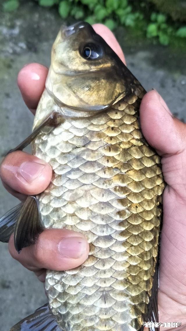 秋天用七星漂钓鲫鱼用什么线号好