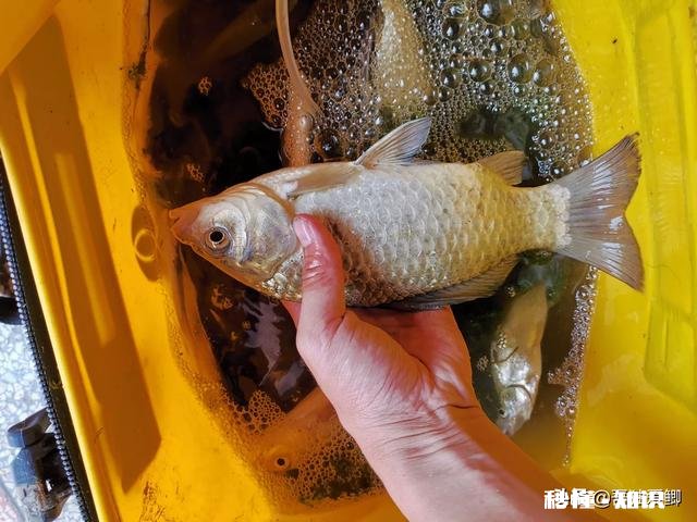 秋天用七星漂钓鲫鱼用什么线号好