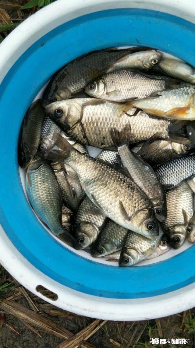 秋天用七星漂钓鲫鱼用什么线号好