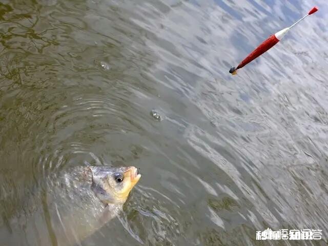 春季最佳的垂钓时间、技巧大家知道吗