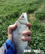 春季最佳的垂钓时间、技巧大家知道吗