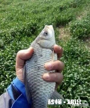 春季最佳的垂钓时间、技巧大家知道吗