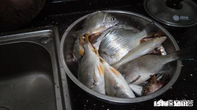 春季最佳的垂钓时间、技巧大家知道吗