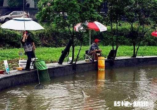 鸡粪塘怎么钓草鱼
