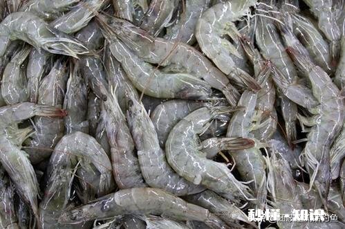 冻虾还可以钓鱼吗