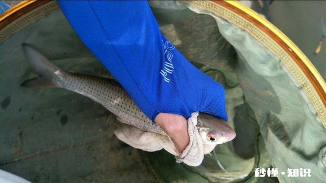 冻虾还可以钓鱼吗