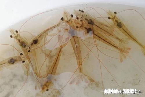 冻虾还可以钓鱼吗