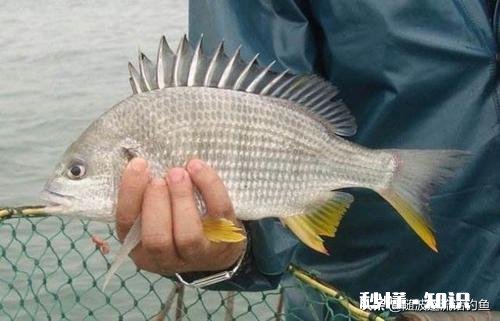 冻虾还可以钓鱼吗