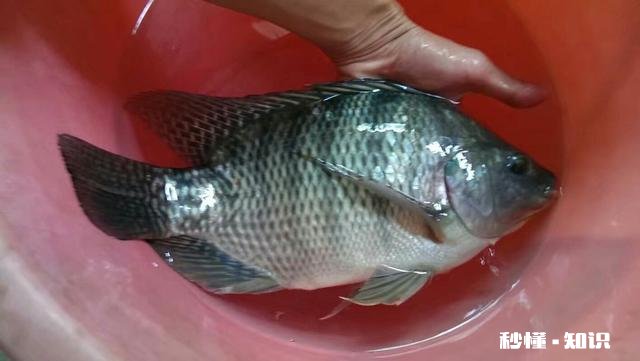 冻虾还可以钓鱼吗