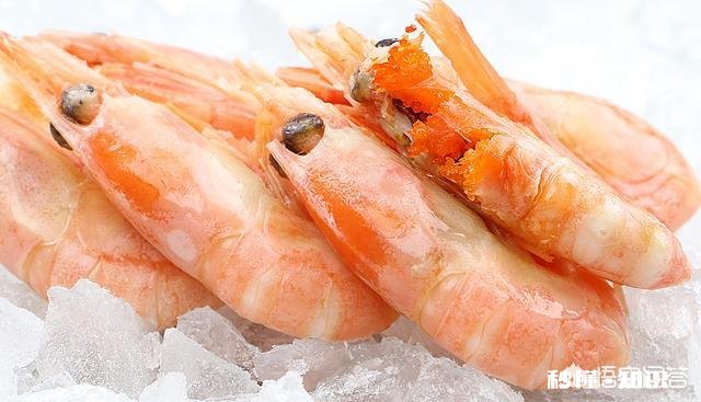 冻虾还可以钓鱼吗