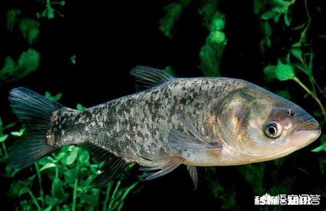 钓鲫鱼怎么避免鲢鳙