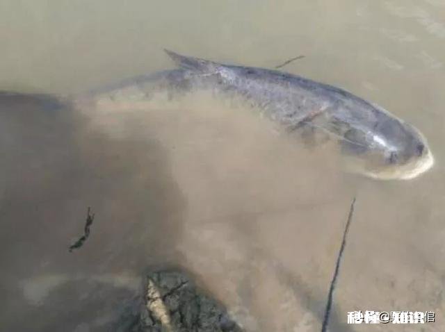 钓鲫鱼怎么避免鲢鳙