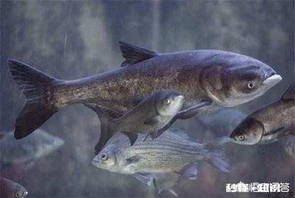 钓鲫鱼怎么避免鲢鳙