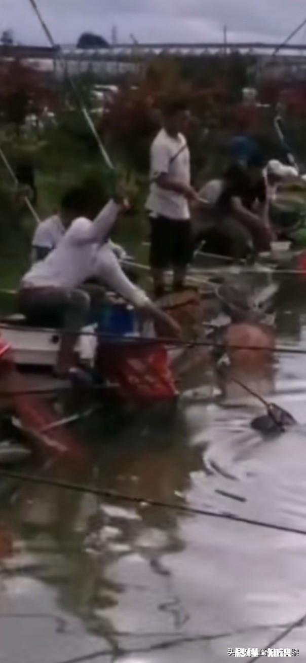 黑坑池塘钓鱼有哪些聚鱼的药值得推荐