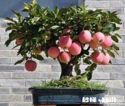 在农村现在种植苗木挣钱吗现在种植晚不晚