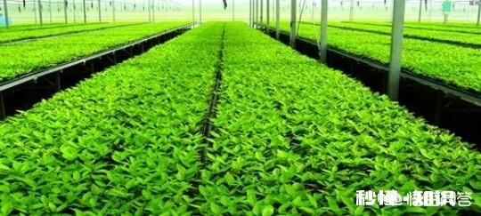 在农村现在种植苗木挣钱吗现在种植晚不晚