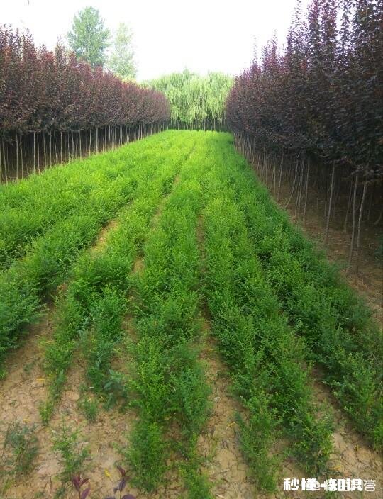 在农村现在种植苗木挣钱吗现在种植晚不晚