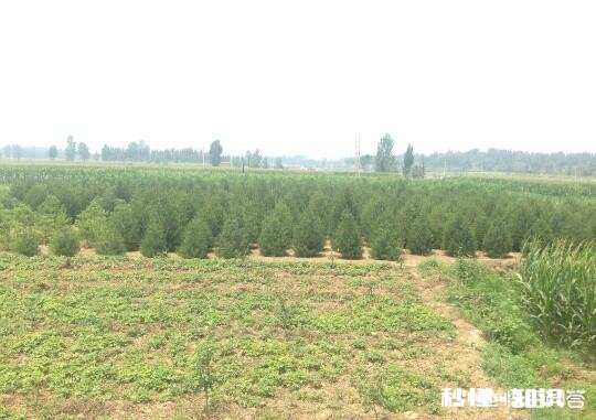 在农村现在种植苗木挣钱吗现在种植晚不晚