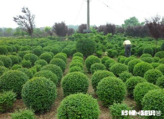 在农村现在种植苗木挣钱吗现在种植晚不晚