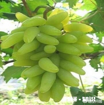 在农村现在种植苗木挣钱吗现在种植晚不晚