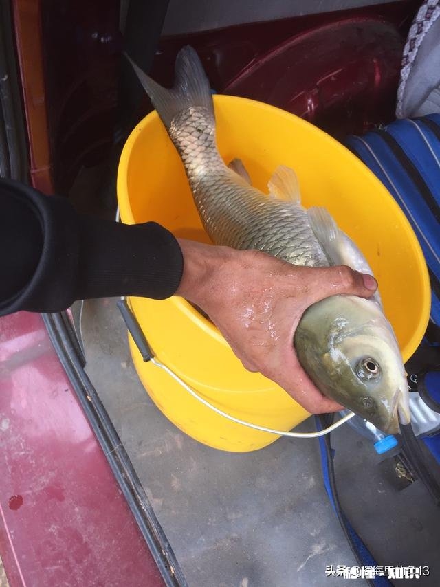 钓箱买不起，问问某宝什么装鱼桶好点