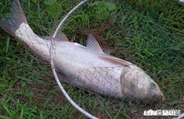 钓白鲢用什么打窝比较好