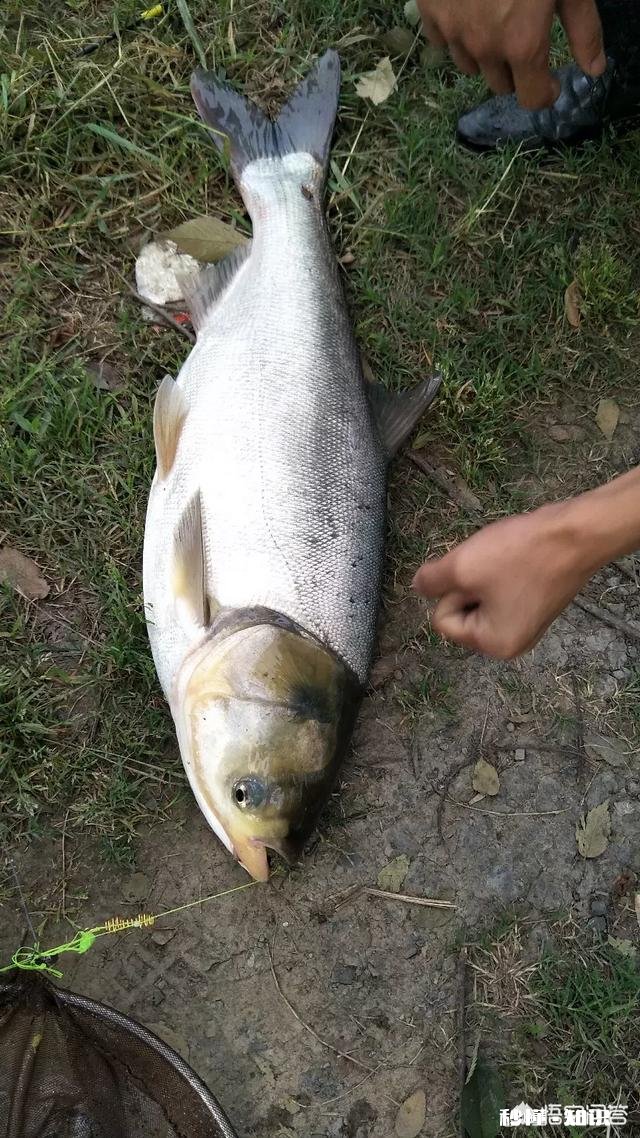 钓白鲢用什么打窝比较好