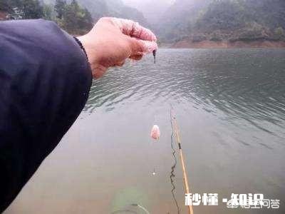 钓白鲢用什么打窝比较好