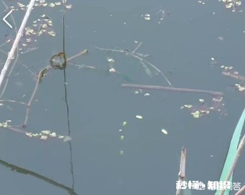 一米深的草洞适不适合夜钓是否天黑后草洞附近水体会缺氧