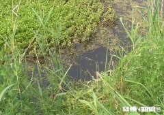 一米深的草洞适不适合夜钓是否天黑后草洞附近水体会缺氧