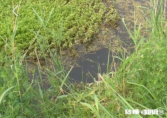 一米深的草洞适不适合夜钓是否天黑后草洞附近水体会缺氧