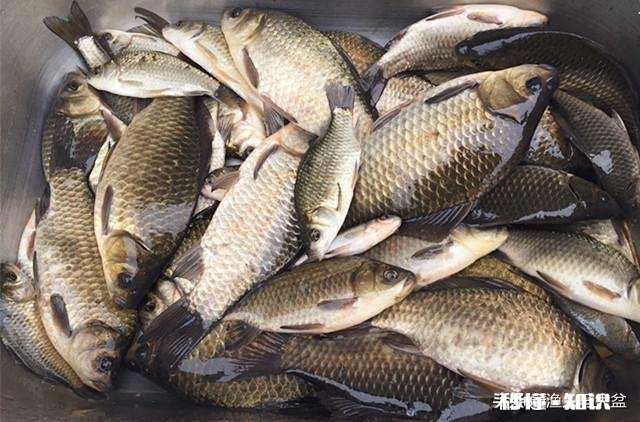 这样的钓鱼八字环是做什么用的