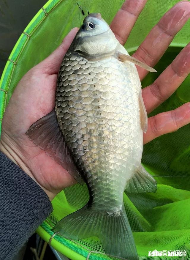 调四钓二鱼饵太轻，追不下去，该怎么办