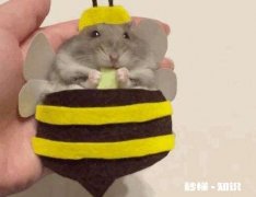 刚买的仓鼠很凶，怎么才能握住它