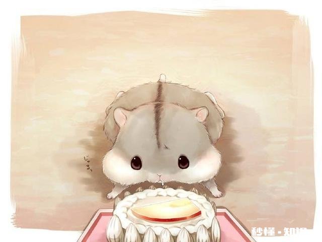 刚买的仓鼠很凶，怎么才能握住它