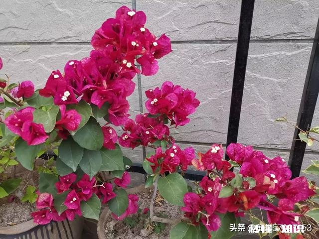 想买几棵勤花的三角梅,哪些网店靠谱