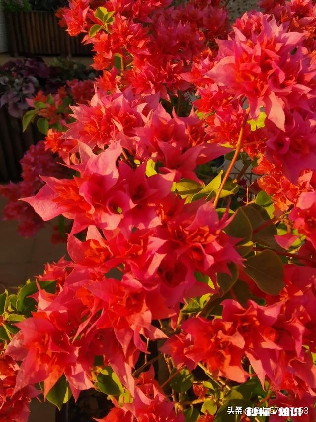 想买几棵勤花的三角梅,哪些网店靠谱