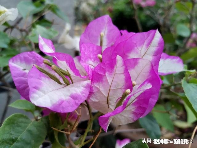 想买几棵勤花的三角梅,哪些网店靠谱