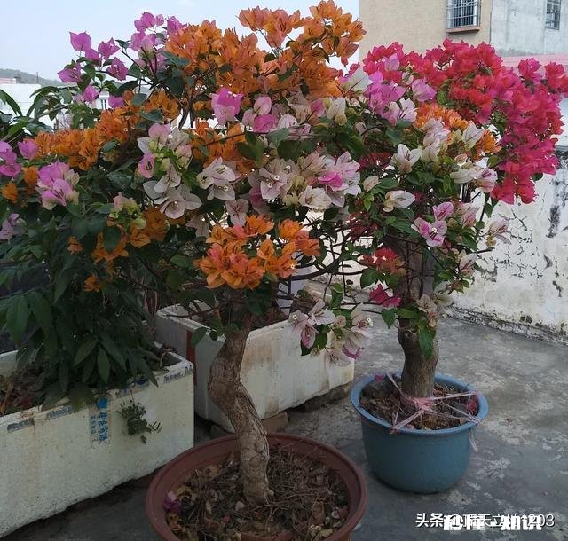 想买几棵勤花的三角梅,哪些网店靠谱