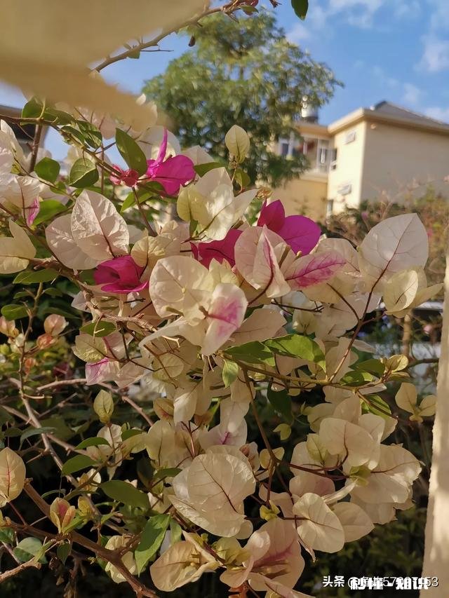 想买几棵勤花的三角梅,哪些网店靠谱