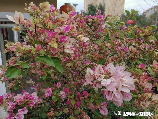 想买几棵勤花的三角梅,哪些网店靠谱