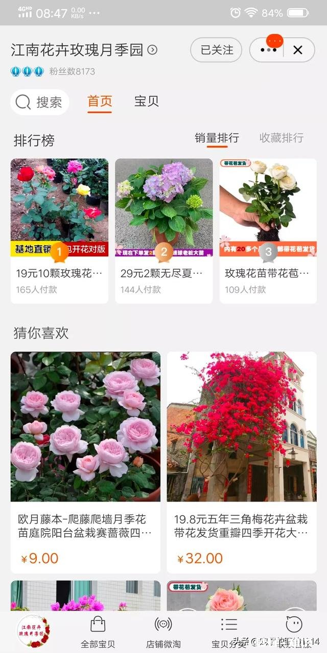 想买几棵勤花的三角梅,哪些网店靠谱