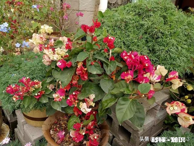 想买几棵勤花的三角梅,哪些网店靠谱