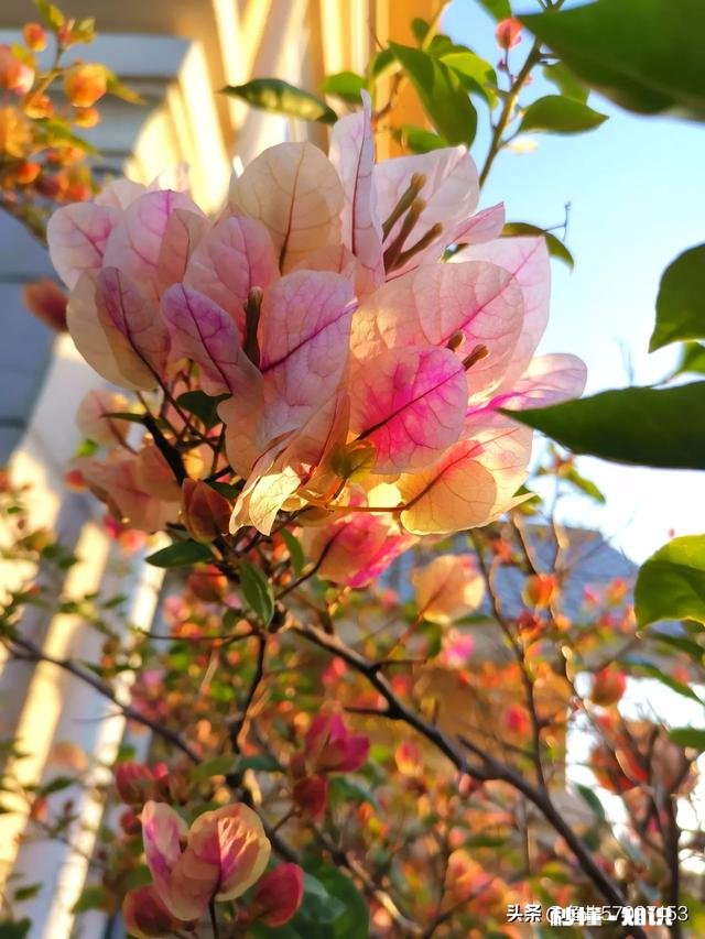 想买几棵勤花的三角梅,哪些网店靠谱