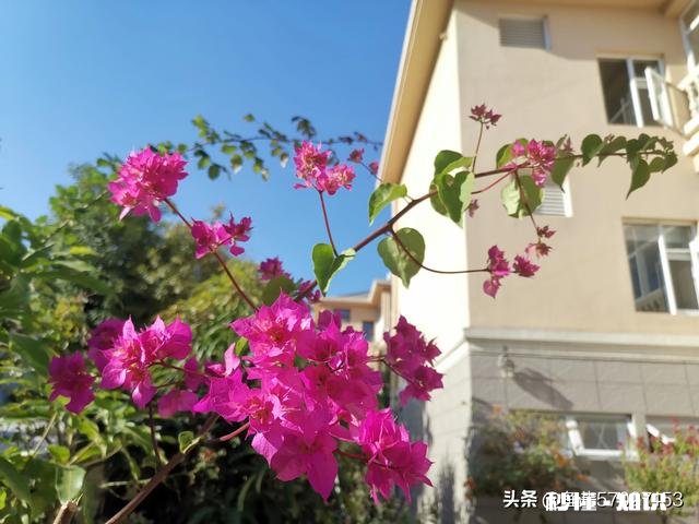 想买几棵勤花的三角梅,哪些网店靠谱