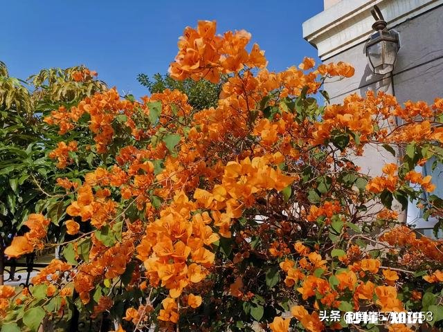 想买几棵勤花的三角梅,哪些网店靠谱